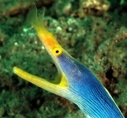Who are you laughing at!

Blue ribbon eel, North Sulawe... by Beverly Speed 